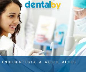 Endodontista a Alces alces