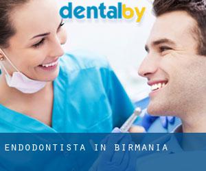 Endodontista in Birmania